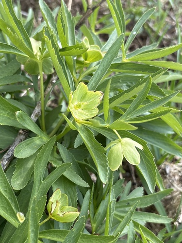green-flowered hellebore (Helleborus dumetorum)