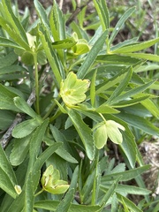 Helleborus dumetorum, photograph (c) Lukas Zangl, some rights reserved (CC BY)