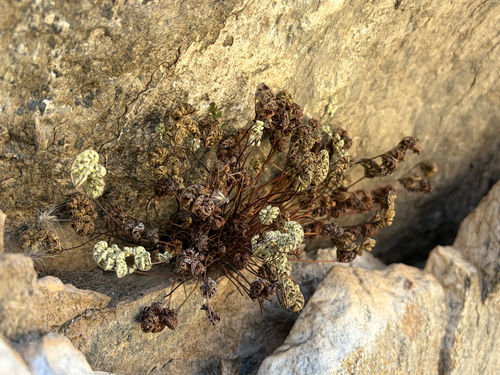 Notholaena californica, 2026-03-22