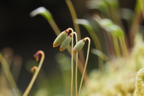 magnificent leafy moss (Plagiomnium venustum)