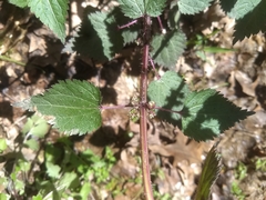 Urtica chamaedryoides