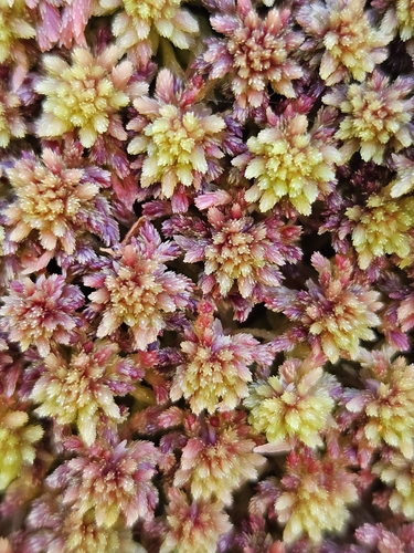 Northern Peatmoss (Sphagnum capillifolium)
