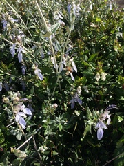 Teucrium fruticans