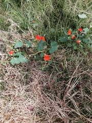 Tropaeolum majus