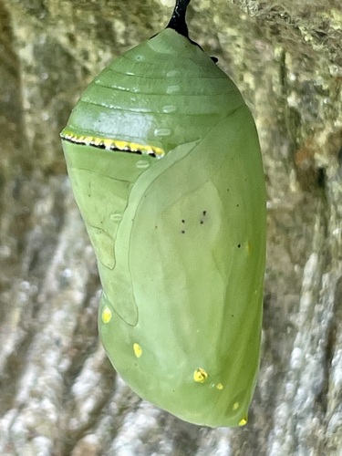 Monarch photographed in New Hampshire