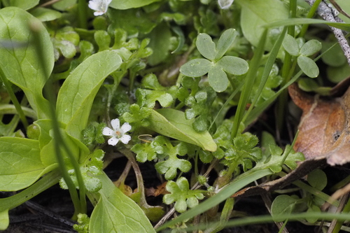 Meadow Baby-blue-eyes (Nemophila pedunculata)