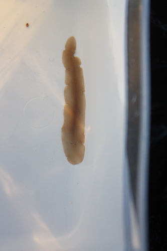 Platyhelminthes