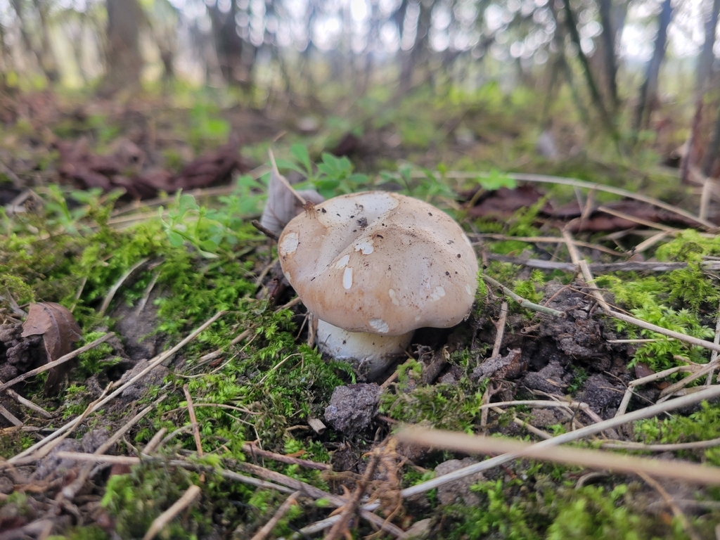 Calocybe gambosa · March 2026 · photo: © virn (iNaturalist, cc-by)