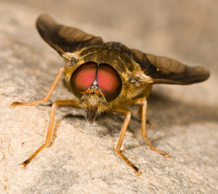 Goniops chrysocoma