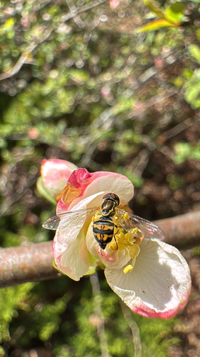 Unknown species found near Parkway Crst, Arden, NC, US