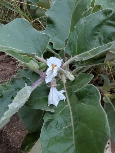 Thorn Bitter Apple (Solanum lichtensteinii)