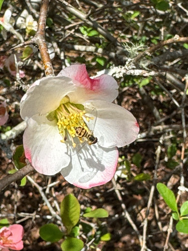 Unknown species found near Parkway Crst, Arden, NC, US