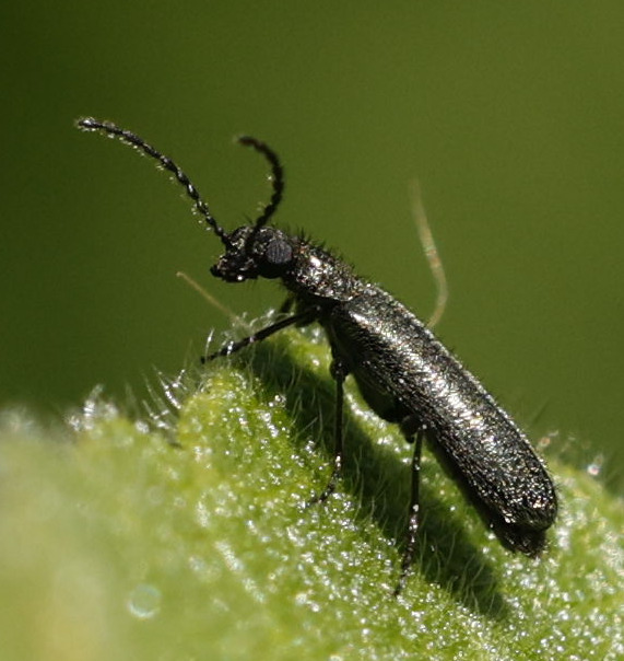 Dasytes plumbeus
