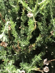 Pentzia sphaerocephala