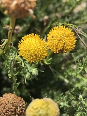 Pentzia sphaerocephala