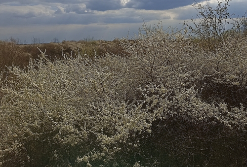 Blackthorn