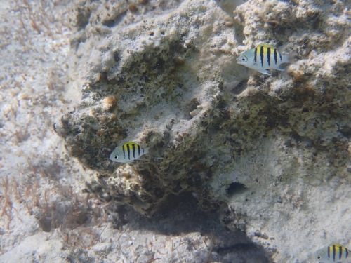 Abudefduf saxatilis