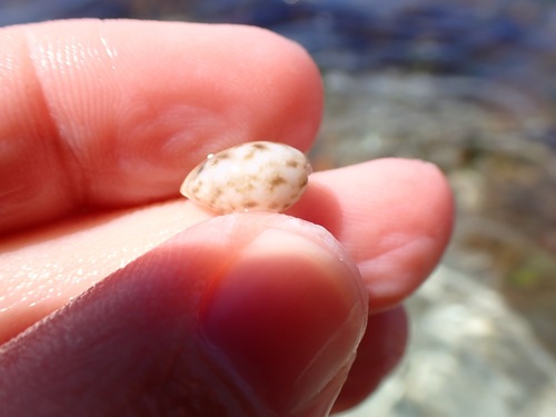 Bulla occidentalis