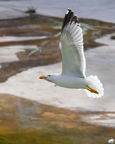 Avistamiento Gaviota patiamarilla