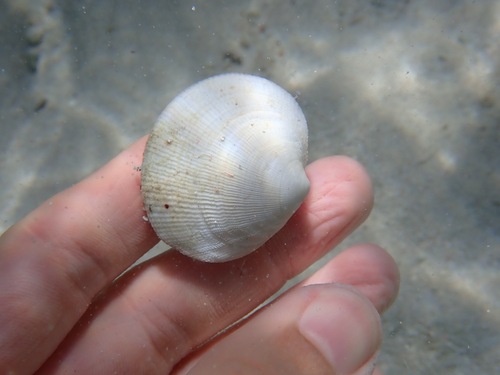 Codakia orbicularis
