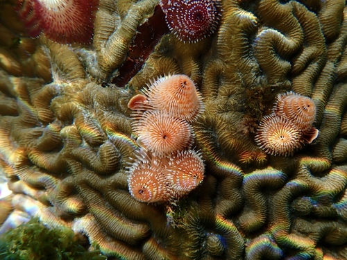 Christmas tree worm