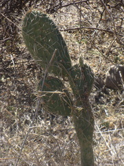 Opuntia jaliscana