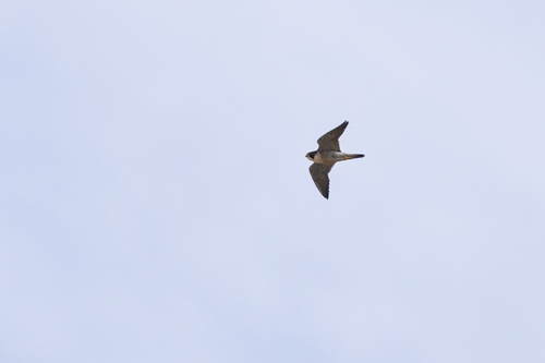 Avistamiento Halcón peregrino