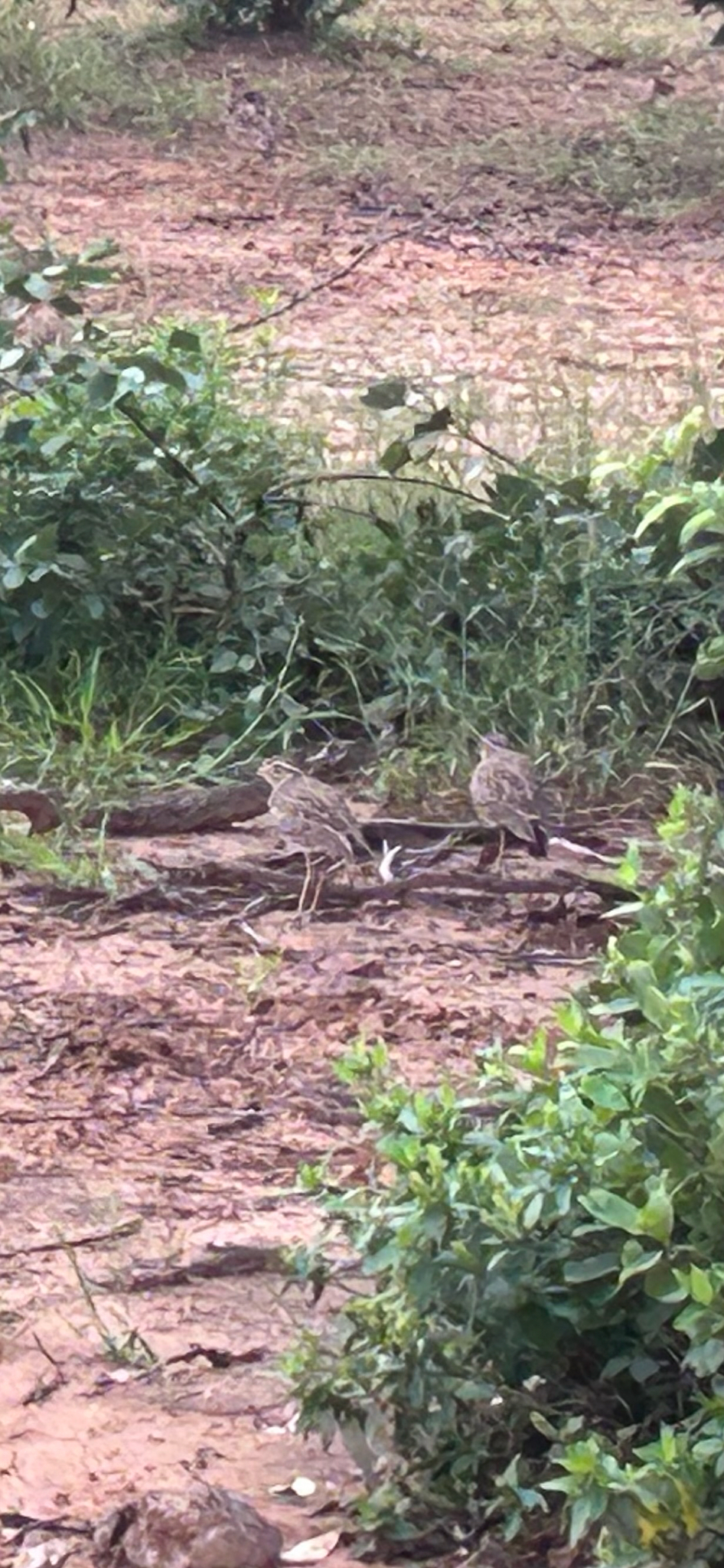 Three-banded Courser (Rhinoptilus cinctus), photo 1