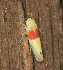 Eratoneura osborni