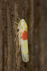 Eratoneura osborni
