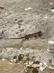 Sceloporus occidentalis