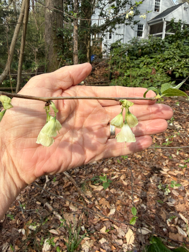 mountain silverbell (Halesia tetraptera)