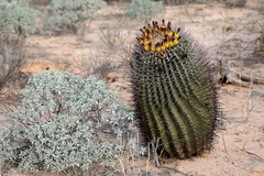 Ferocactus emoryi emoryi