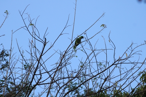 Yellow-naped Amazon (Amazona auropalliata), photo 8