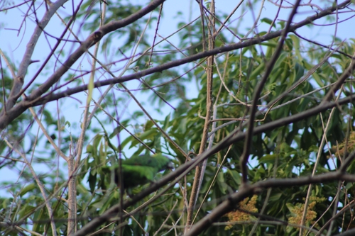 Yellow-naped Amazon (Amazona auropalliata), photo 9