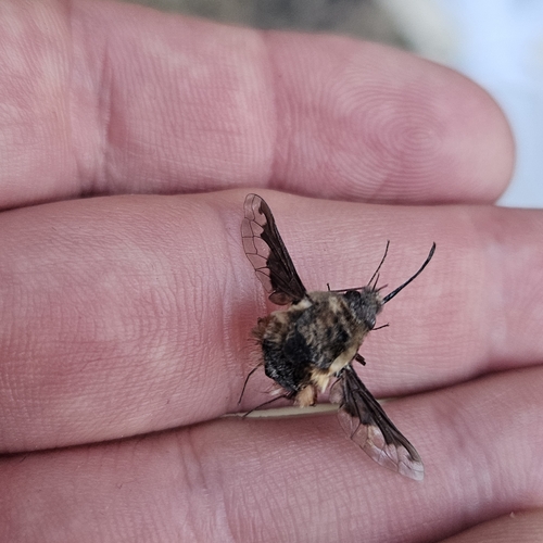 Unknown species found near Santa Barbara, CA 93105, USA