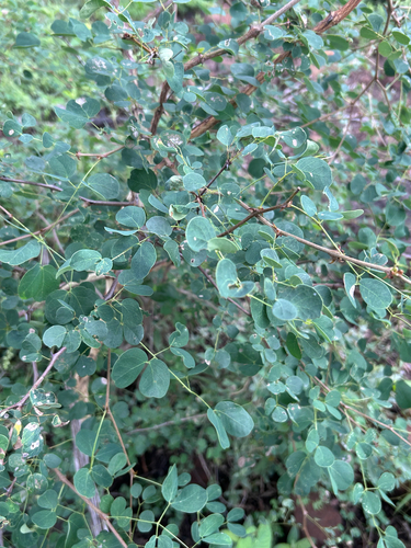 knobthorn (Senegalia nigrescens)