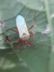 Coreinae