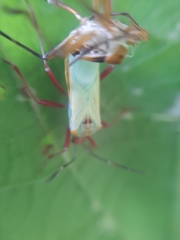 Coreinae