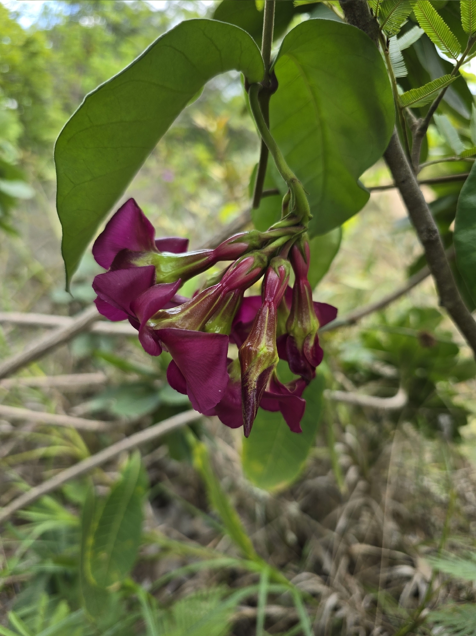 Temnadenia violacea