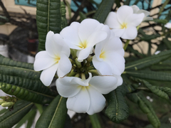 Plumeria alba