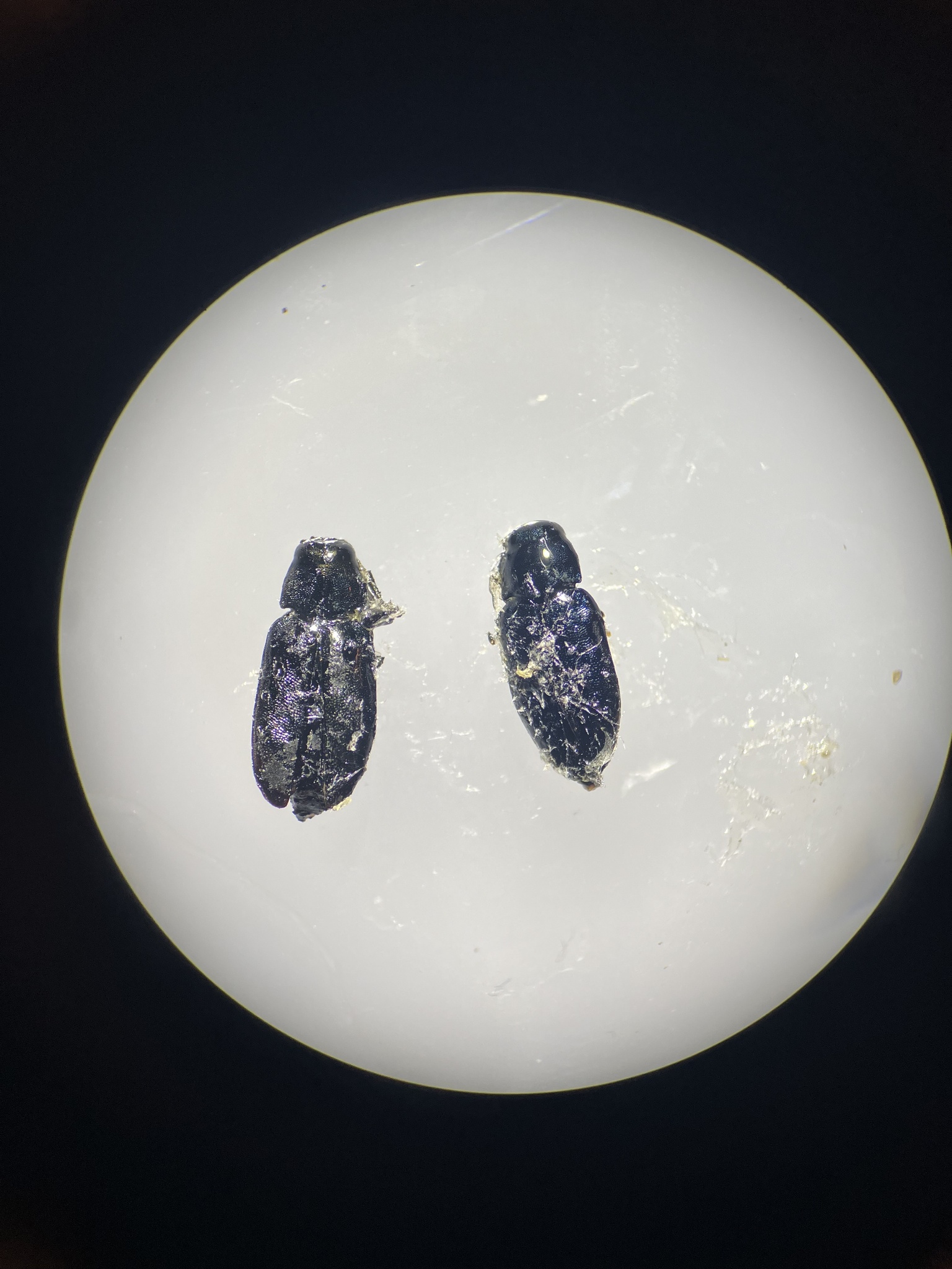 Phaenops cyanea