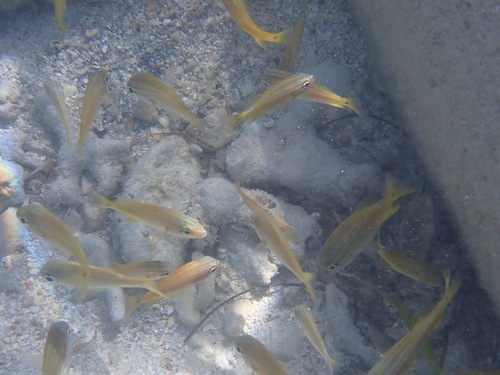 Haemulon flavolineatum