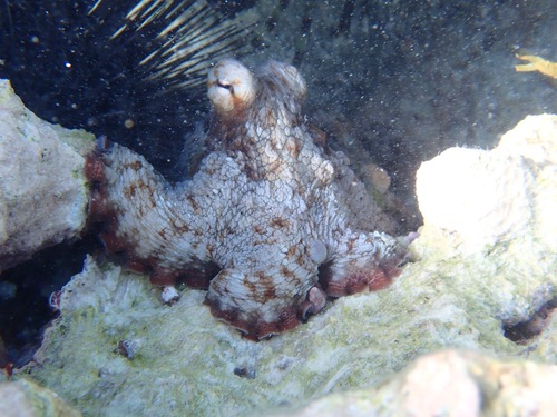 Octopus insularis