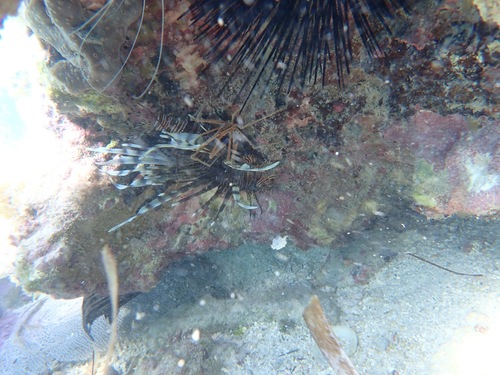 Pterois volitans