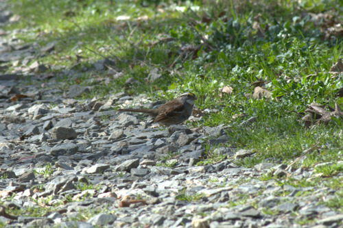 White-throated Sparrow photographed in North Carolina
