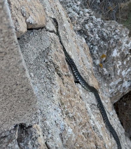Horseshoe Whip Snake