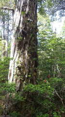 Philesia magellanica