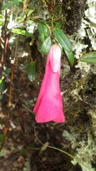 Philesia magellanica