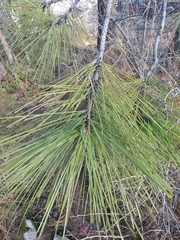 Pinus ponderosa ponderosa